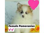 Pomeranian Puppy for sale in Bear, DE, USA