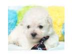 Maltipoo Puppy for sale in Wilsonville, OR, USA