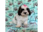 Shih-Poo Puppy for sale in Lakeland, FL, USA