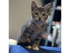 Stego Domestic Shorthair Kitten Female