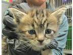 Violetta Domestic Mediumhair Kitten Female