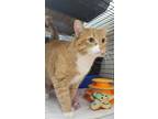 Garfield Domestic Shorthair Young Male