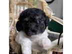 Poodle (Toy) Puppy for sale in Alpine, AL, USA