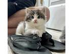 Louie Domestic Longhair Kitten Male