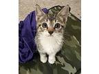 Bronto Domestic Shorthair Kitten Male