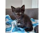 Agent K Domestic Mediumhair Kitten Female