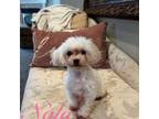 4 Lb Maltipoo Maltese/Poodle