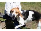 Otis Treeing Walker Coonhound Young Male