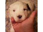 Mutt Puppy for sale in Halifax, VA, USA