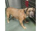 Renzo American Staffordshire Terrier Adult Male