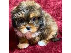 Shih-Poo Puppy for sale in Greenwood, SC, USA