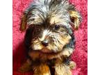 Yorkshire Terrier Puppy for sale in Greenwood, SC, USA