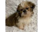 Shih Tzu Puppy for sale in Greenwood, SC, USA
