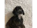 Poodle (Toy) Puppy for sale in Greenwood, SC, USA