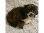 Shih-Poo Puppy for sale in Greenwood, SC, USA