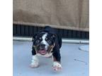 Bulldog Puppy for sale in Miami Gardens, FL, USA