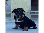 Bulldog Puppy for sale in Miami Gardens, FL, USA