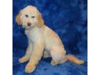 Mutt Puppy for sale in Johnstown, CO, USA