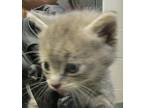 Evetta Domestic Mediumhair Kitten Female