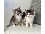 Dewey Domestic Longhair Kitten Male