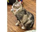 Mabel Domestic Shorthair Young Female