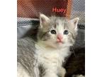 Huey Domestic Longhair Kitten Male