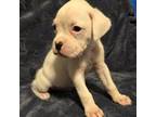 Boxer Puppy for sale in Palm Bay, FL, USA