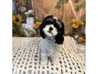 Cavapoo Puppy for sale in Macks Creek, MO, USA