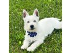 AKC West Highland Terrier Male