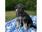 German Shepherd Dog Puppy for sale in Piedmont, MO, USA