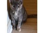 Nora, Domestic Shorthair For Adoption In Little Rock, Arkansas