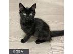 Boba, Domestic Shorthair For Adoption In Toronto, Ontario
