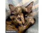 Biscotti, Domestic Shorthair For Adoption In Toronto, Ontario