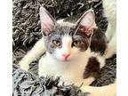 Artemis, Domestic Shorthair For Adoption In Little Rock, Arkansas