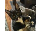 Pepper, Domestic Shorthair For Adoption In Little Rock, Arkansas