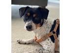 Oreo - Little Sweetie, Cuddler!, Terrier (unknown Type, Medium) For Adoption In