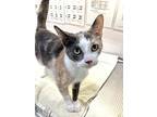 Abigail, Domestic Shorthair For Adoption In Greater Napanee, Ontario