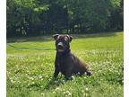 Clover Bee, Boston Terrier For Adoption In Jackson, Tennessee