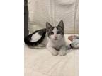 Spot, Domestic Shorthair For Adoption In Chicago, Illinois