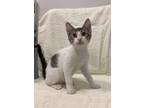 Patches, Domestic Shorthair For Adoption In Chicago, Illinois