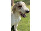 Aero, Golden Retriever For Adoption In Meridian, Mississippi