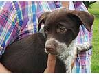Danielle, Labrador Retriever For Adoption In Beebe, Arkansas