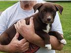 Henrietta, Labrador Retriever For Adoption In Beebe, Arkansas