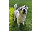 Catch Up, Jack Russell Terrier For Adoption In Bellingham, Washington