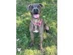 Andy, American Staffordshire Terrier For Adoption In San Antonio, Texas