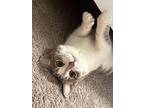 Peach, Domestic Shorthair For Adoption In St. John, North Dakota