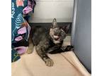 Ophelia, Domestic Shorthair For Adoption In Oakland, New Jersey