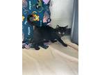 Ember, Domestic Shorthair For Adoption In Oakland, New Jersey
