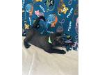 Oakley, Domestic Shorthair For Adoption In Oakland, New Jersey