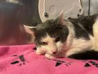 Giblet, Domestic Shorthair For Adoption In Syracuse, New York